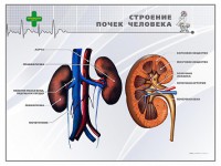 Стенд "Строение почки человека" - fgospostavki.ru - Муравленко