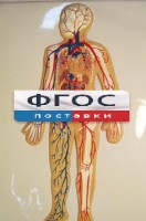 Модель барельефная "Кровеносная система человека" - fgospostavki.ru - Муравленко