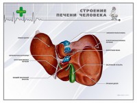 Стенд "Строение печени человека" - fgospostavki.ru - Муравленко