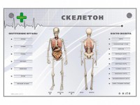 Электрифицированный стенд-тренажер "Скелетон" - fgospostavki.ru - Муравленко