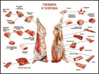 Таблица "Правила разделки мясных туш. Говядина и телятина" (100х140 сантиметров, винил) - fgospostavki.ru - Муравленко
