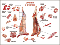 Таблица "Правила разделки мясных туш. Баранина и ягнятина" (100х140 сантиметров, винил) - fgospostavki.ru - Муравленко