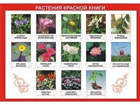Таблица демонстрационная "Растения Красной книги" (винил 70*100) - fgospostavki.ru - Муравленко
