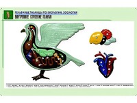 Рельефная таблица "Внутреннее строение голубя" (формат А1, матовое ламинирование) - fgospostavki.ru - Муравленко
