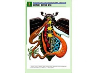 Рельефная таблица "Внутреннее строение жука" (формат А1, матовое ламинирование) - fgospostavki.ru - Муравленко