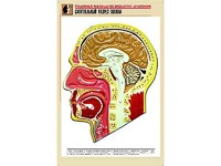 Рельефная таблица "Сагиттальный разрез головы" (формат А1, матовое ламинирование) - fgospostavki.ru - Муравленко