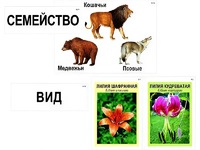 Модель-аппликация "Классификация растений и животных" (ламинированная) - fgospostavki.ru - Муравленко