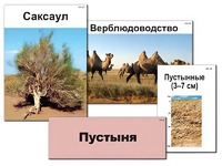 Модель-аппликация "Природные зоны России" (ламинированная) - fgospostavki.ru - Муравленко