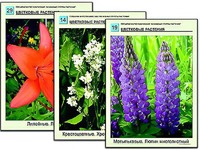 Гербарий фотографический "Основные группы растений" - fgospostavki.ru - Муравленко