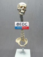 Модель "Позвоночник с черепом и тазом" - fgospostavki.ru - Муравленко