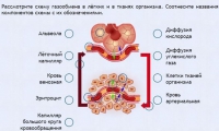Интерактивные курсы. Биология 9 класс. Расширенный. - fgospostavki.ru - Муравленко