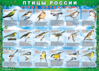 Комплект таблиц "Птицы России (4 листа)" (100х140 сантиметров, винил) - fgospostavki.ru - Муравленко
