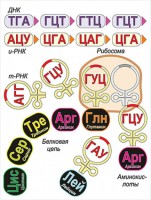 Модель-аппликация Биосинтез белка - fgospostavki.ru - Муравленко