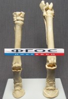 Скелет конечности лошади (передняя и задняя) на подставке - fgospostavki.ru - Муравленко