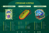 Электрифицированный стенд "Строение клетки" с маркерными полями - fgospostavki.ru - Муравленко