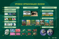 Электрифицированный стенд "Уровни организации жизни" - fgospostavki.ru - Муравленко