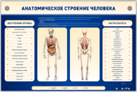 Электрифицированный стенд-тренажер c макетом скелета "Анатомическое строение человека" - fgospostavki.ru - Муравленко