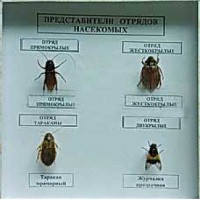 Коллекция энтомологическая "Представители отряда насекомых" - fgospostavki.ru - Муравленко