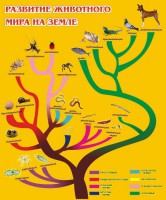 Стенд "Развитие животного мира на земле" - fgospostavki.ru - Муравленко