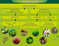 Стенд "Систематика растений" - fgospostavki.ru - Муравленко