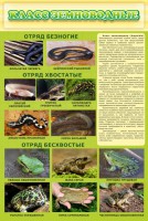 Стенд "Класс земноводные" - fgospostavki.ru - Муравленко