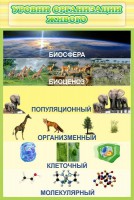 Стенд "Уровни организации живого" - fgospostavki.ru - Муравленко