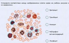 Интерактивные курсы. Биология 11 класс. Расширенный. - fgospostavki.ru - Муравленко
