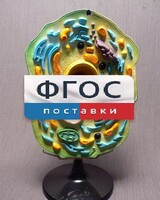 Модель "Клетка растения" - fgospostavki.ru - Муравленко