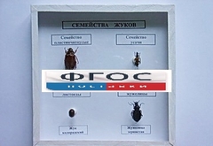 Коллекция "Семейство жуков" - fgospostavki.ru - Муравленко