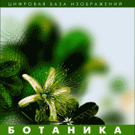Ботаника. (Цифровая база изображений) - fgospostavki.ru - Муравленко