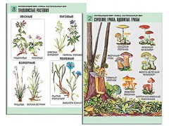 Комплект таблиц "Окружающий мир. Грибы. Растительный мир" (12 таблиц, А1, ламинированные) - fgospostavki.ru - Муравленко