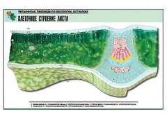 Рельефная таблица "Клеточное строение листа" (формат А1, матовое ламинирование) - fgospostavki.ru - Муравленко