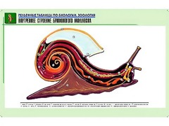 Рельефная таблица "Внутреннее строение брюхоногого моллюска" (формат А1, матовое ламинирование) - fgospostavki.ru - Муравленко