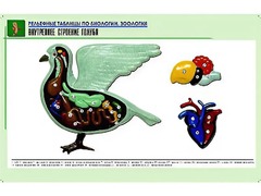 Рельефная таблица "Внутреннее строение голубя" (формат А1, матовое ламинирование) - fgospostavki.ru - Муравленко