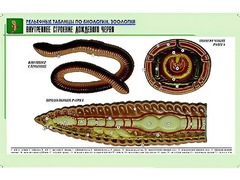 Рельефная таблица "Внутреннее строение дождевого червя" (формат А1, матовое ламинирование) - fgospostavki.ru - Муравленко