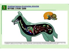 Рельефная таблица "Внутреннее строение собаки" (формат А1, матовое ламинирование) - fgospostavki.ru - Муравленко