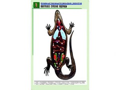 Рельефная таблица "Внутреннее строение ящерицы" (формат А1, матовое ламинирование) - fgospostavki.ru - Муравленко