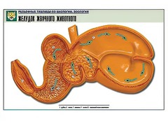 Рельефная таблица "Желудок жвачного животного" (формат А1, матовое ламинирование) - fgospostavki.ru - Муравленко