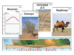 Модель-аппликация "Природные зоны" - fgospostavki.ru - Муравленко