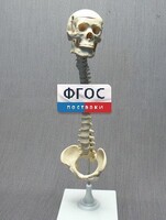 Модель "Позвоночник с черепом и тазом" - fgospostavki.ru - Муравленко