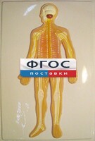 Модель барельефная "Нервная система человека" - fgospostavki.ru - Муравленко
