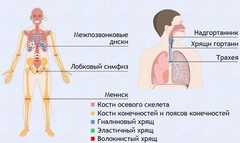 Интерактивные курсы. Биология 9 класс. Базовый. - fgospostavki.ru - Муравленко