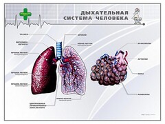Стенд "Дыхательная система человека" - fgospostavki.ru - Муравленко