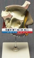 Модель "Разрез носоглотки" - fgospostavki.ru - Муравленко