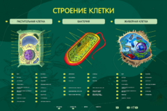 Электрифицированный стенд "Строение клетки" с маркерными полями - fgospostavki.ru - Муравленко