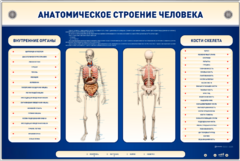Электрифицированный стенд-тренажер c макетом скелета "Анатомическое строение человека" - fgospostavki.ru - Муравленко