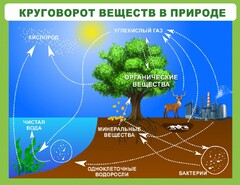 Стенд "Круговорот веществ" - fgospostavki.ru - Муравленко