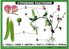 Комплект таблиц "Ознакомление с окружающим миром 1-4 класс" - fgospostavki.ru - Муравленко