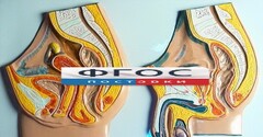 Модель барельефная "Таз мужской и таз женский" - fgospostavki.ru - Муравленко