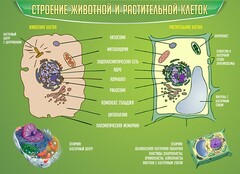 Стенд "Строение животной и растительной клеток" - fgospostavki.ru - Муравленко